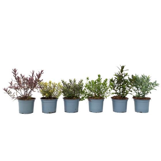 Ikuisvihreä pensas - 12 kpl - Hebe pinguifolia - Korkeus 15-20 cm - ⌀10,5 cm