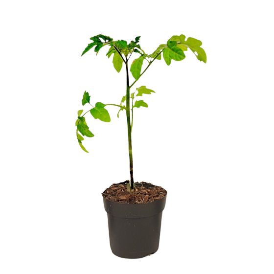 Tomaatti-perunakasvi - Solanum 'Tomtato' - Korkeus 25-40cm - ⌀10,5cm