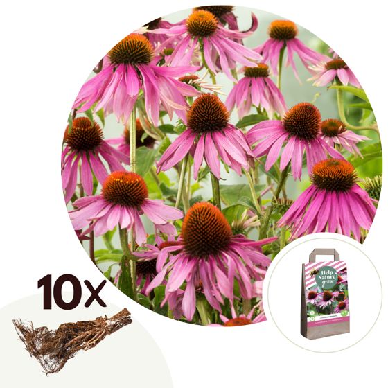 Kartiokukka - 10 kpl - Echinacea purpurea - Paakkutaimet - Vaaleanpunainen