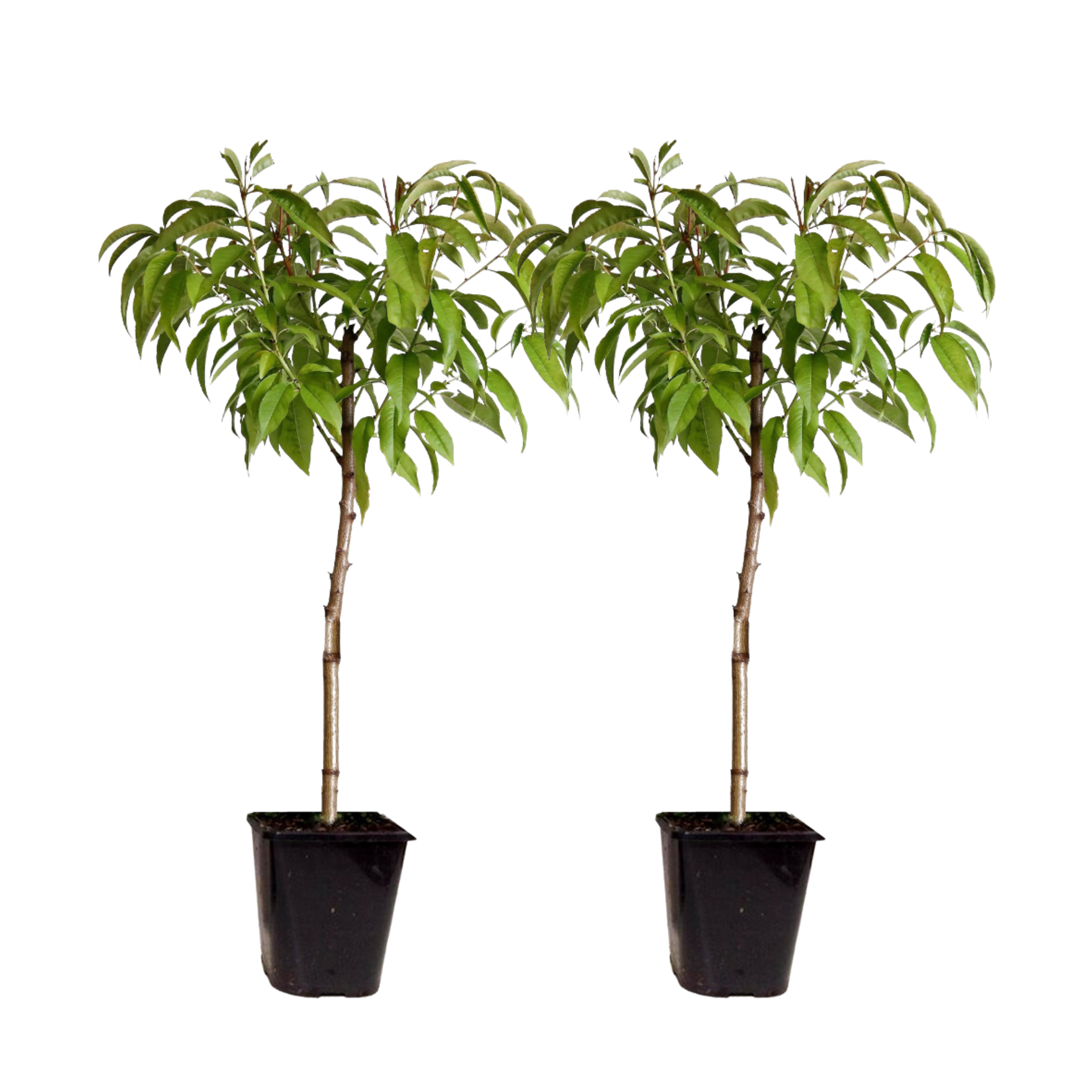 Persikkapuu - 2 kpl - Prunus persica 'Saturne' - Korkeus 60–70cm - ⌀15cm