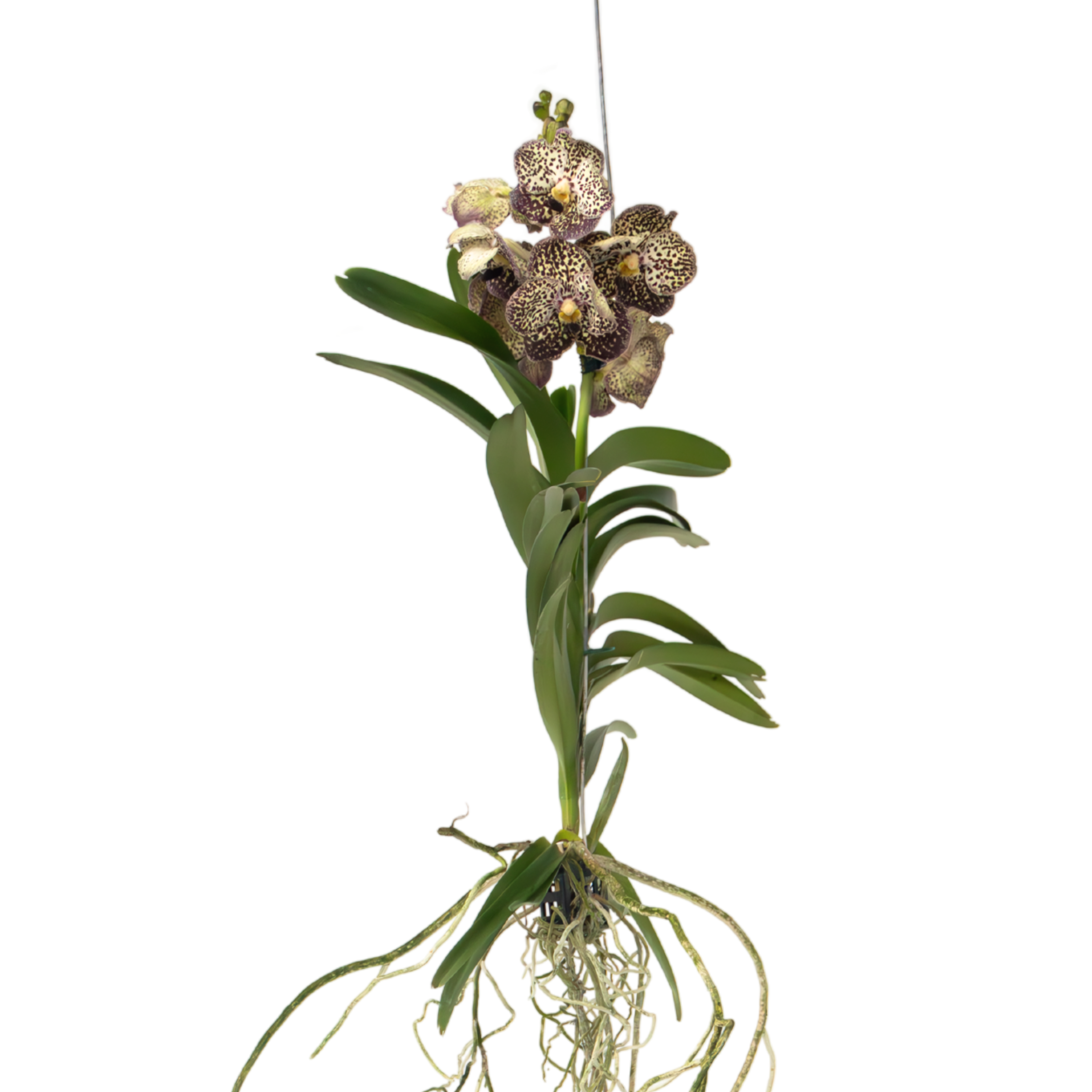 Vanda-orvokki - Vanda 'Ocelot Mocha' - Korkeus 55-65cm