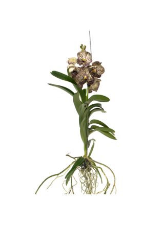 Vanda-orvokki - Vanda 'Ocelot Mocha' - Korkeus 55-65cm