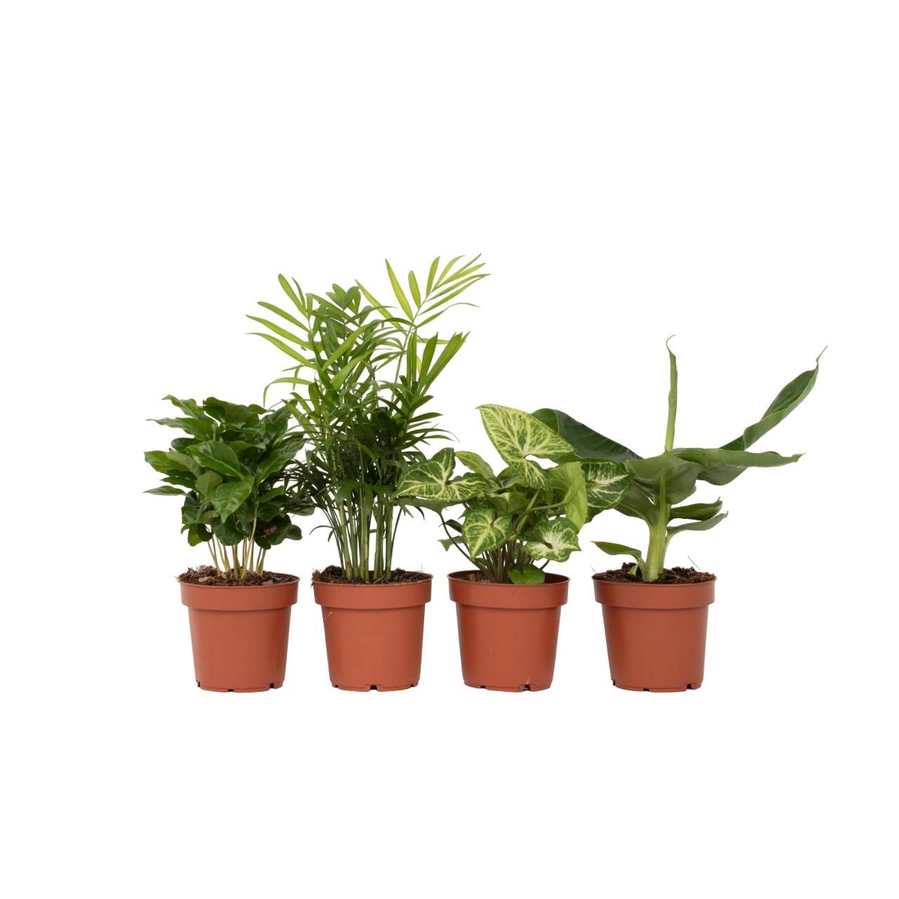 Kasviyhdistelmä - 4 kpl - Chamaedorea Musa Syngonium Coffea - 25-40cm - ⌀12cm