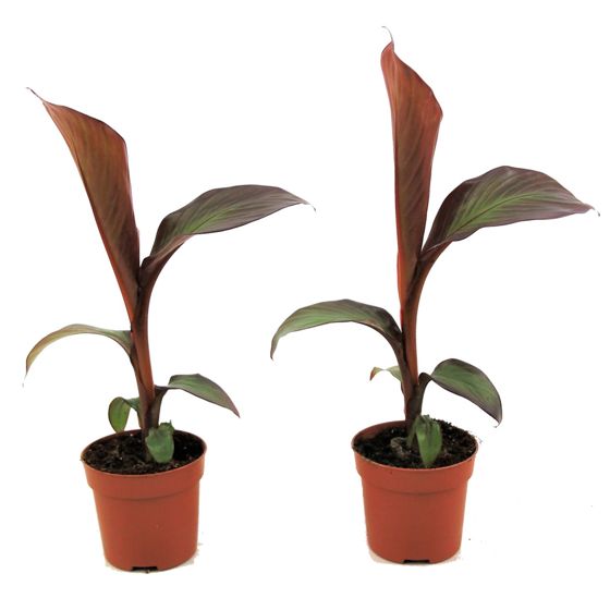 Abessinianbanaani - 2 kpl - Ensete ventricosum 'Maurelli' - K20-30cm - ⌀9cm