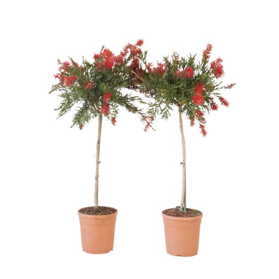 Kaunoputki - 2 kpl - Callistemon citrinus 'Splendens' - K90-110cm - ⌀21cm