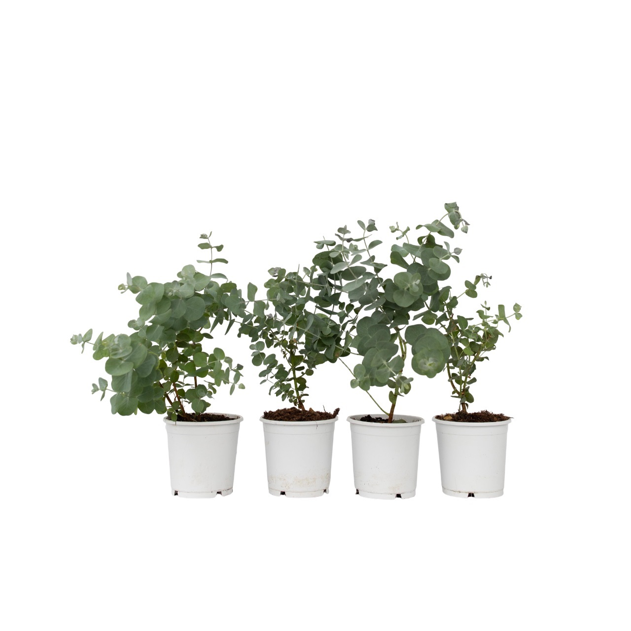 Eukalyptus - 4 kpl - Eucalyptus 'Pulverulenta' - Korkeus 25-40cm - ⌀12cm