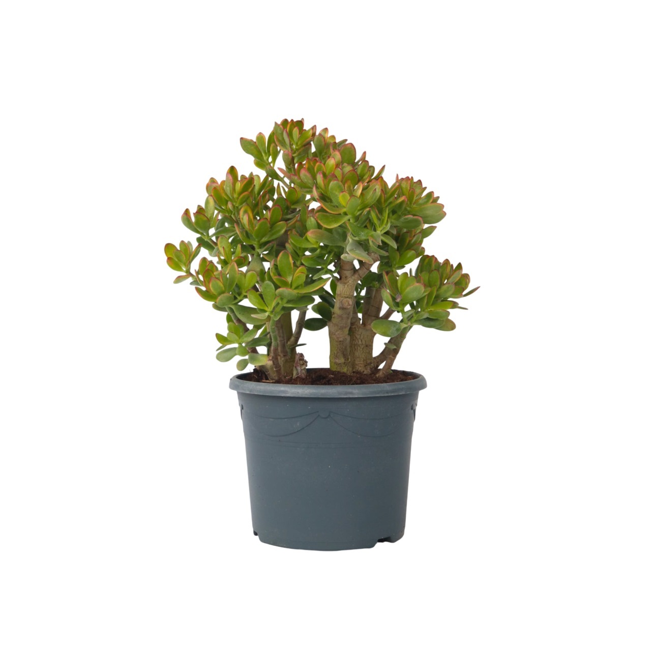 Jadekasvi - Crassula ovata 'Sunset' - Korkeus 55-60cm - ⌀30cm