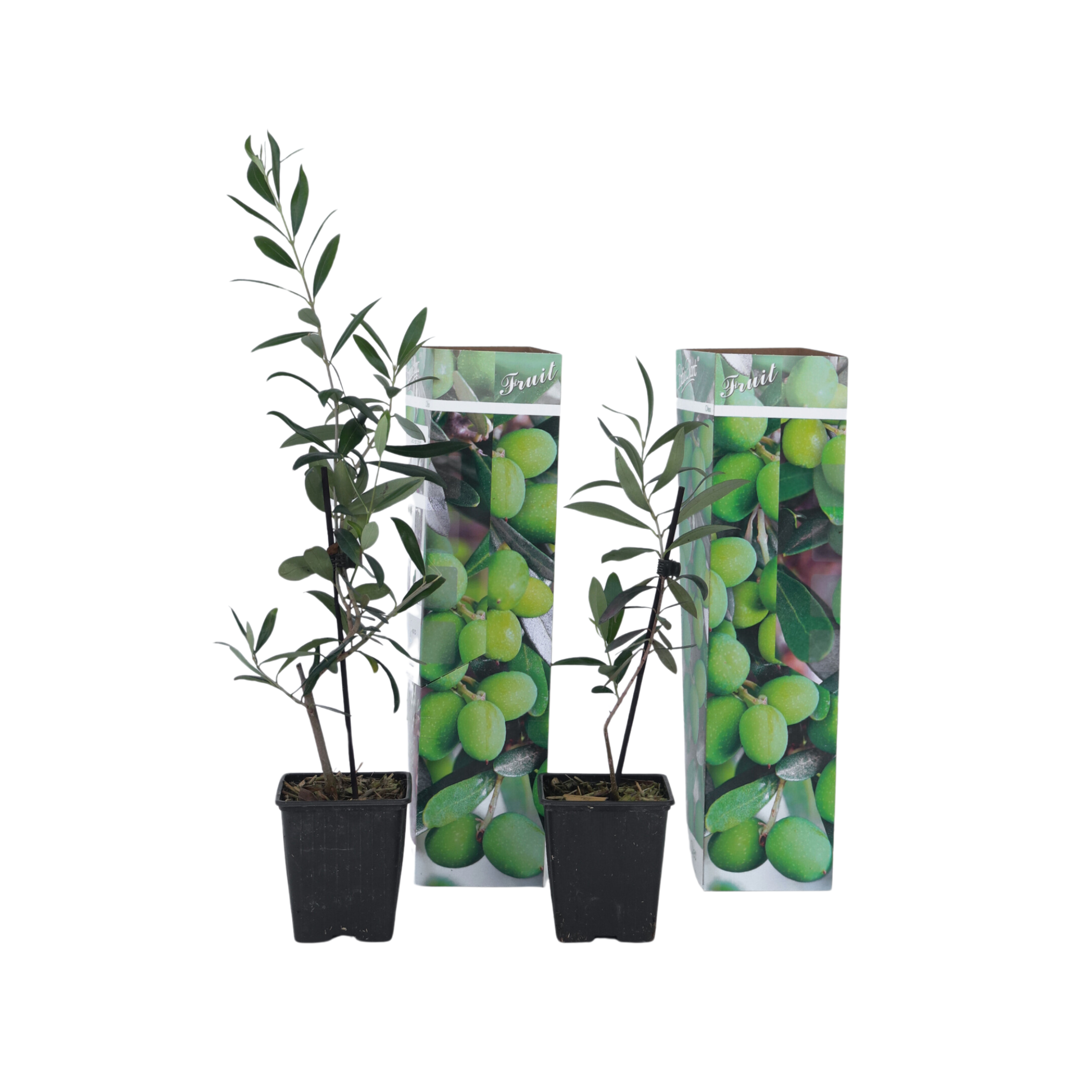 Grm masline - 2 kpl - Olea europaea - Korkeus 25-40 cm - ⌀9 cm