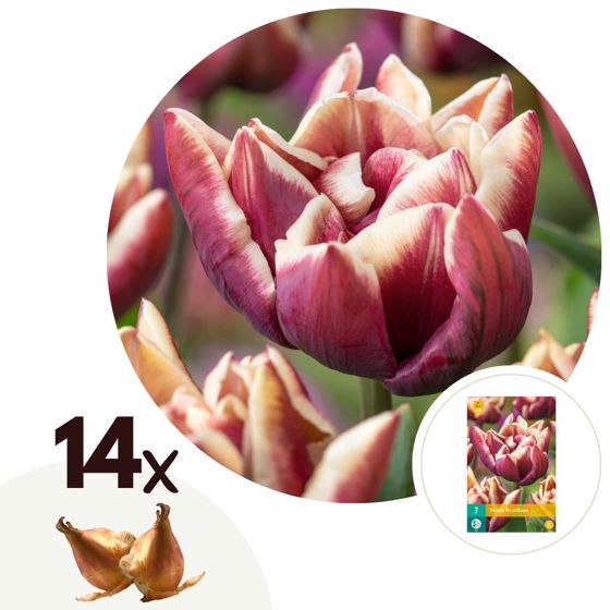 Tulppaaninsipulit - 14 kpl - Tulipa 'Wyndham' - Kukkasipulit - Violetti