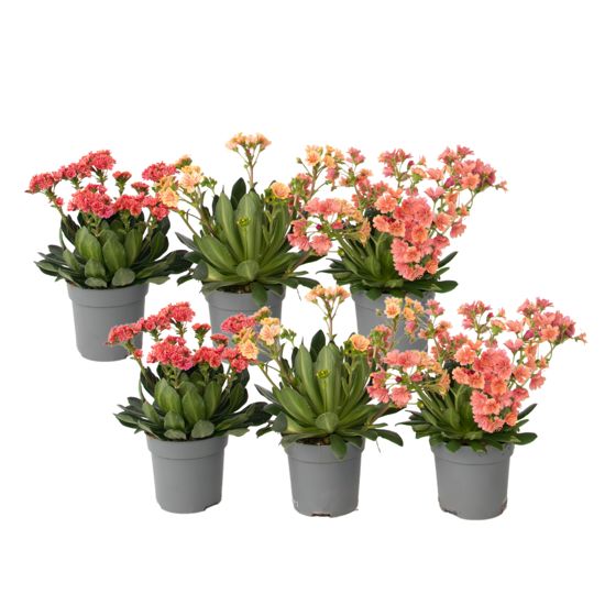 Kivirakkauskukka - 6 kpl. - Lewisia cotyledon - Korkeus 10-20cm - ⌀10cm