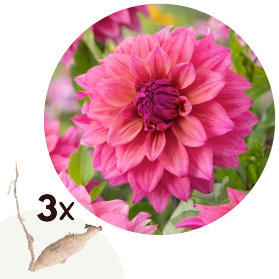 Daalian juurakot - 3 kpl - Dahlia 'Feline Yvonne' - Vaaleanpunainen