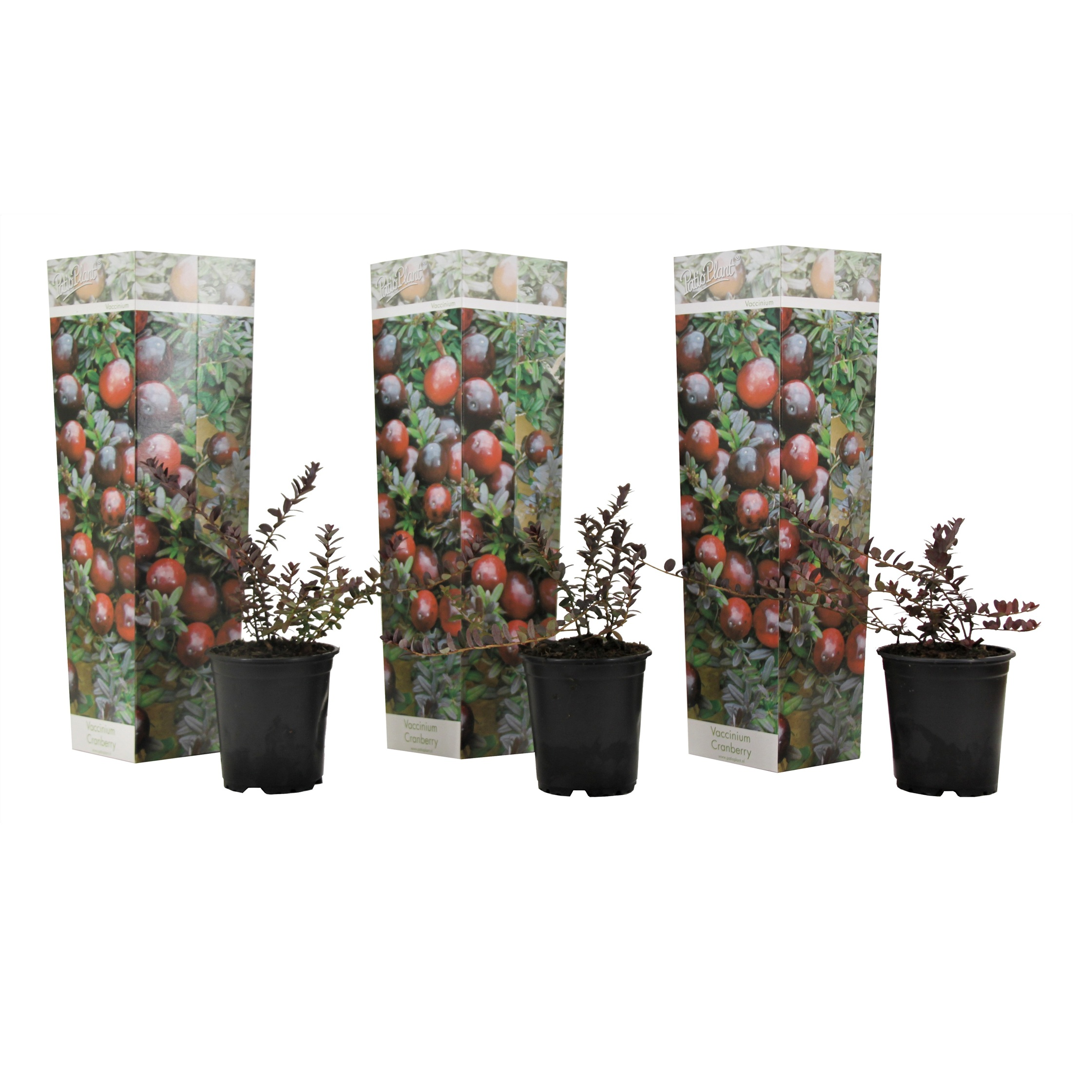 Karpalo - 3 kpl - Vaccinium macrocarpon 'Cranberry' - Korkeus 10-20 cm - ⌀9 cm
