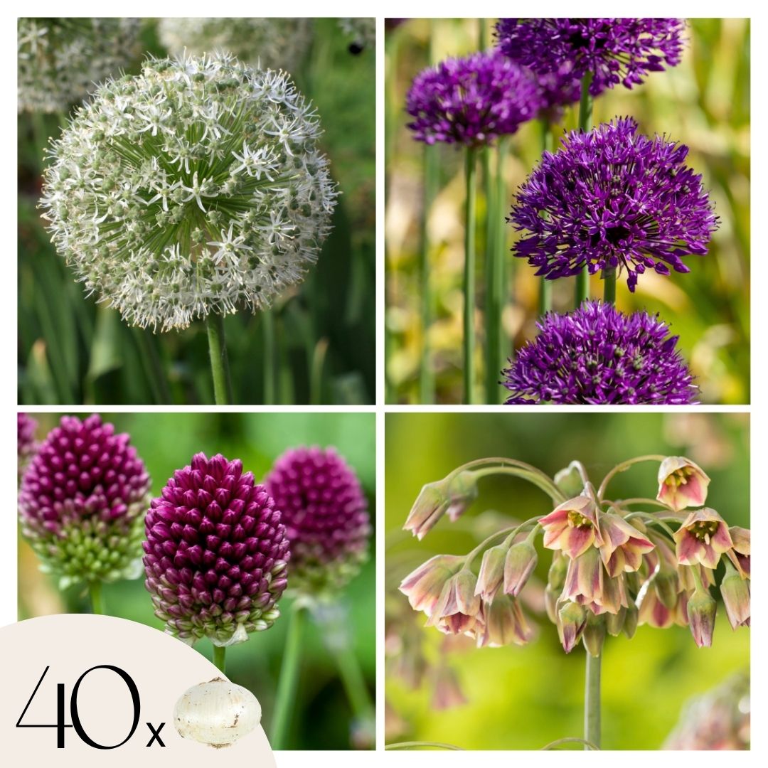 Butterfly Mix - 40 kpl - Allium Nectaroscordum - Kukkasipulit