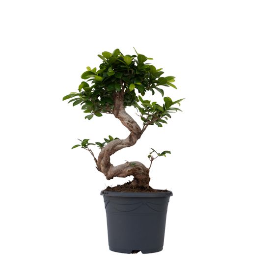 Verhotammi - Ficus microcarpa 'ginseng' - Korkeus 55-65cm - ⌀20cm