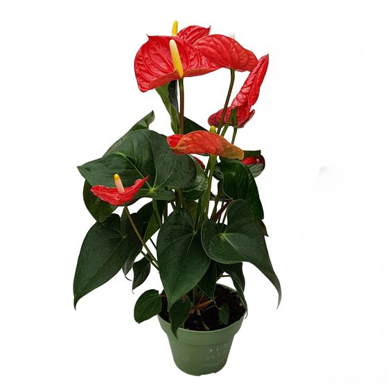 Anthurium - 'Madural Red' - Korkeus 40-45cm - ⌀14cm