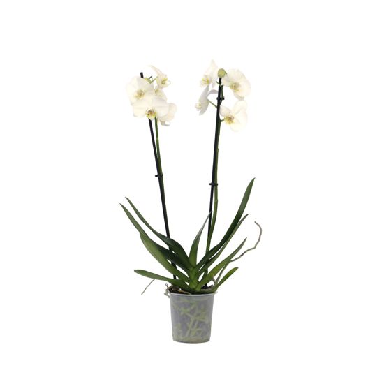 Perhoskämmekkä - Phalaenopsis - Korkeus 50-60 cm - ⌀12 cm