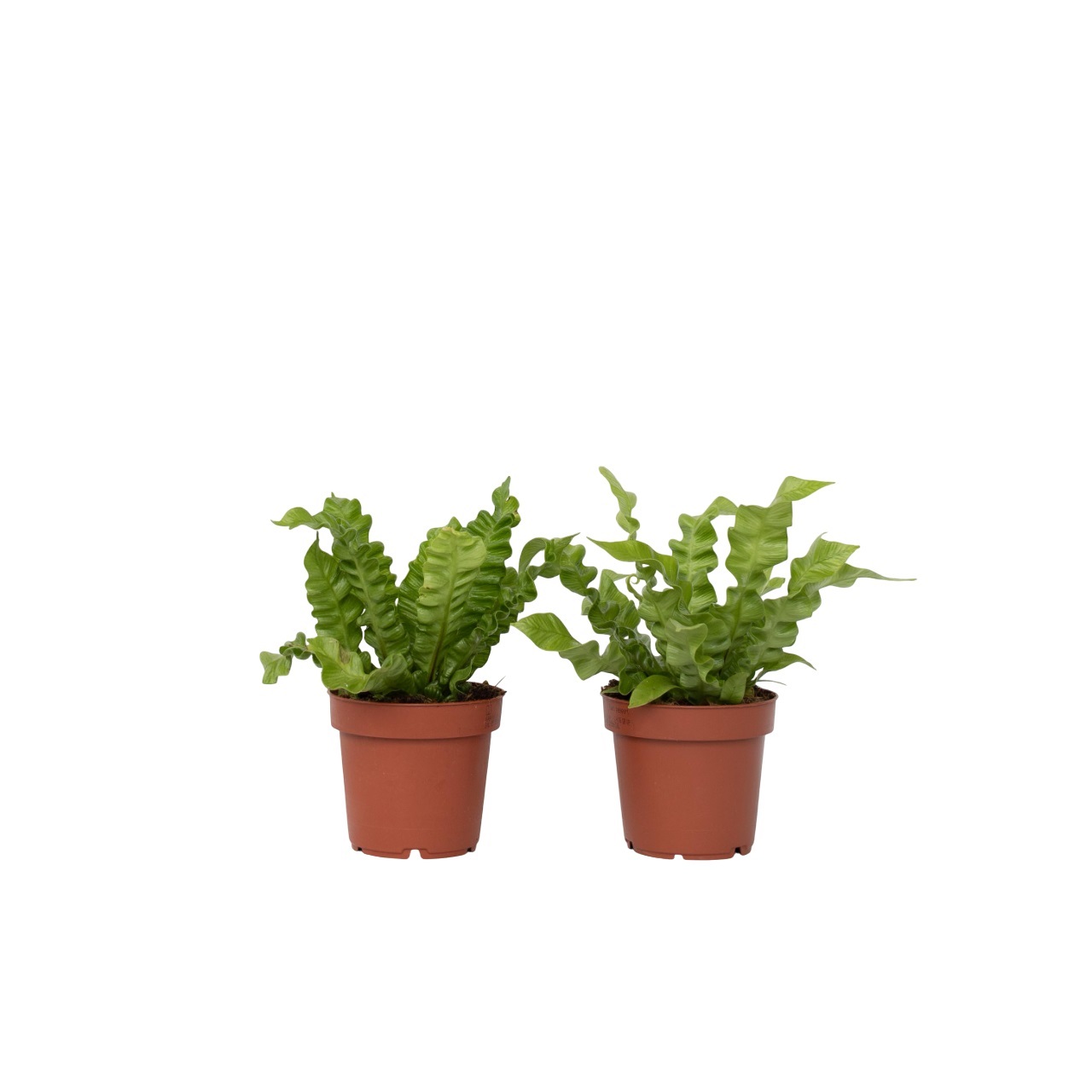 Lintupesäsaniainen - 2 kpl - Asplenium nidus 'Crispy Wave' - K25-40cm - ⌀12cm