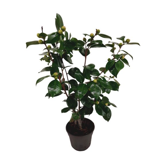 Japanin kamelia - Camellia japonica 'Bonomiana' - Korkeus 50-60cm - ⌀15cm