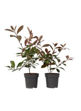 Joulumarja - 2 kpl - Photinia fraseri 'Red Robin' - Korkeus 30-40 cm - ⌀17 cm