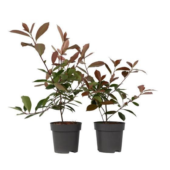 Joulumarja - 2 kpl - Photinia fraseri 'Red Robin' - Korkeus 30-40 cm - ⌀17 cm