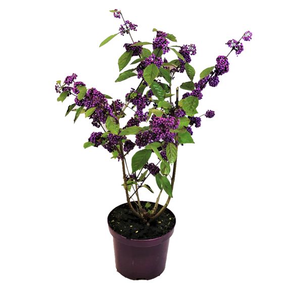 Kaunomarja - Callicarpa bodinieri 'Profusion' - Korkeus 50-60cm - ⌀19cm