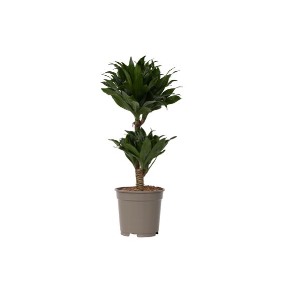 Lohikäärmipuu - Dracaena surculosa - Korkeus 50-65cm - ⌀17cm