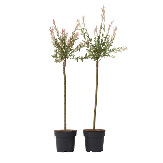 Flamingonpaju - 2 kpl - Salix integra 'Flamingo' - Korkeus 90-110cm - ⌀19cm