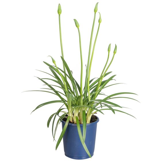 Afrikansiniunikko - Agapanthus 'Superb Blue' - Korkeus 30-45cm - ⌀14cm