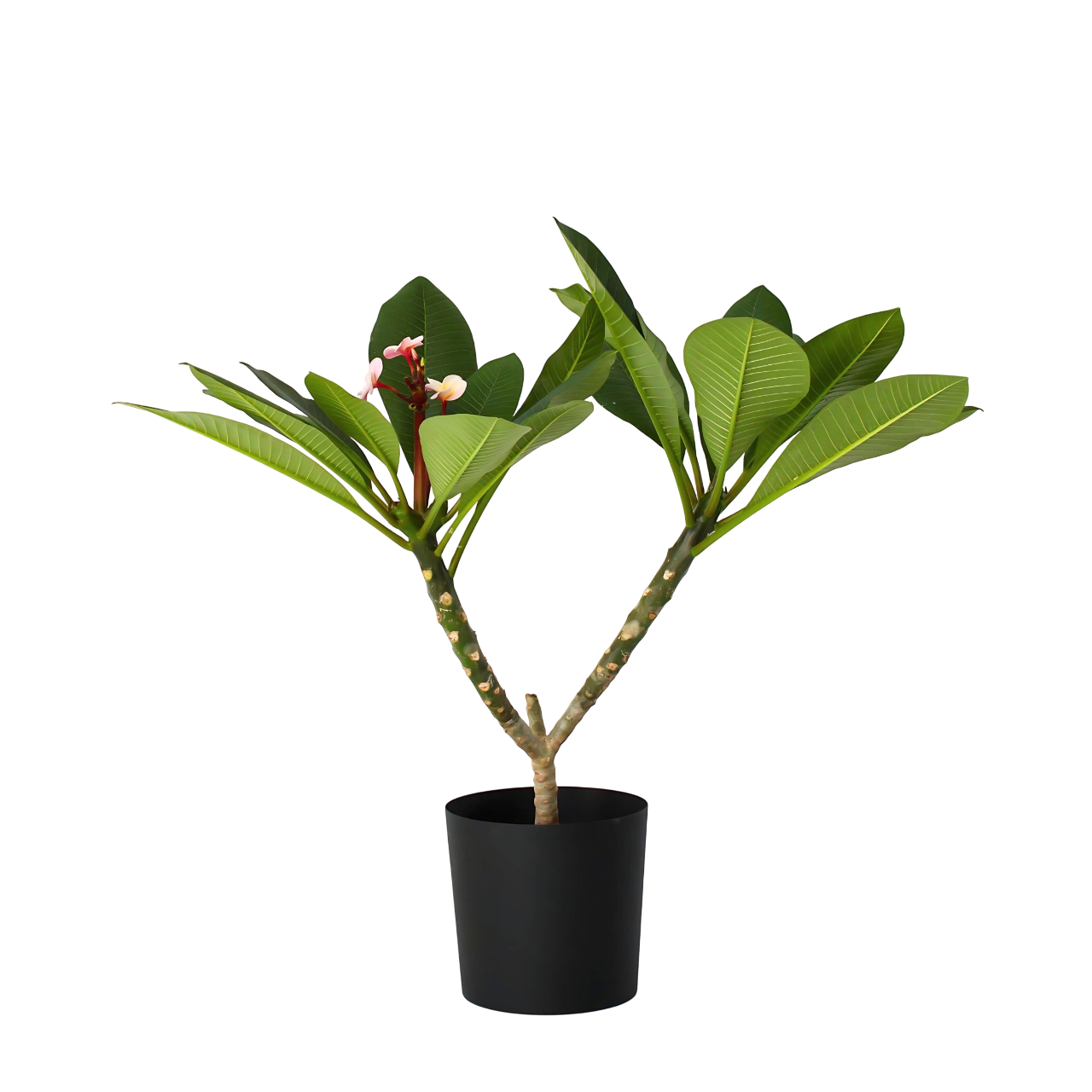 Frangipani - Plumeria rubra 'Pink' - Korkeus 55-70 cm - ⌀17 cm