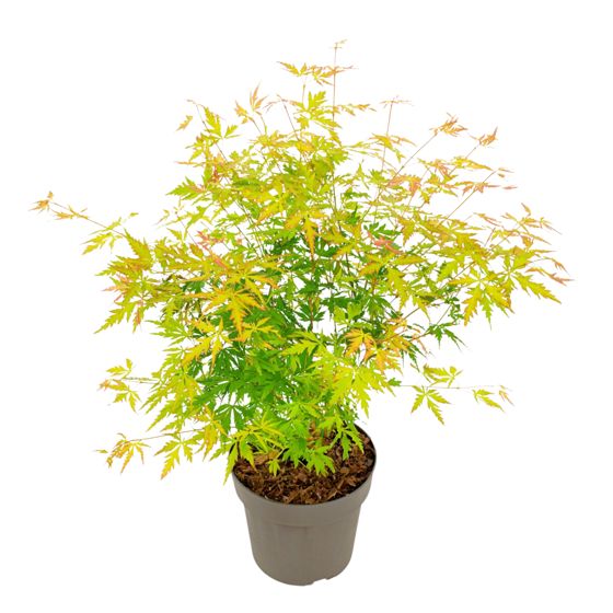 Japanin vaahtera - Acer palmatum 'Orange Lace' - Korkeus 60-70cm - ⌀19cm