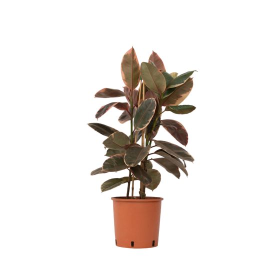 Kumipuu - Ficus Elastica 'Belize' - Korkeus 75-100cm - ⌀24cm