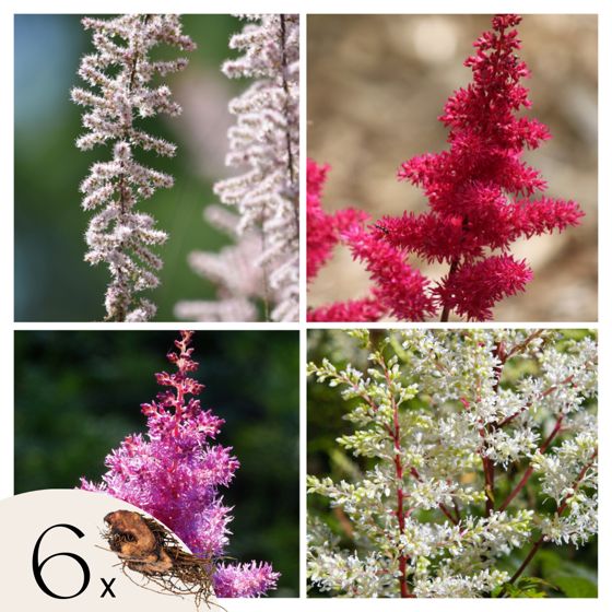 Palsamiangervo - 6 kpl - Astilbe - Paakkutaimet