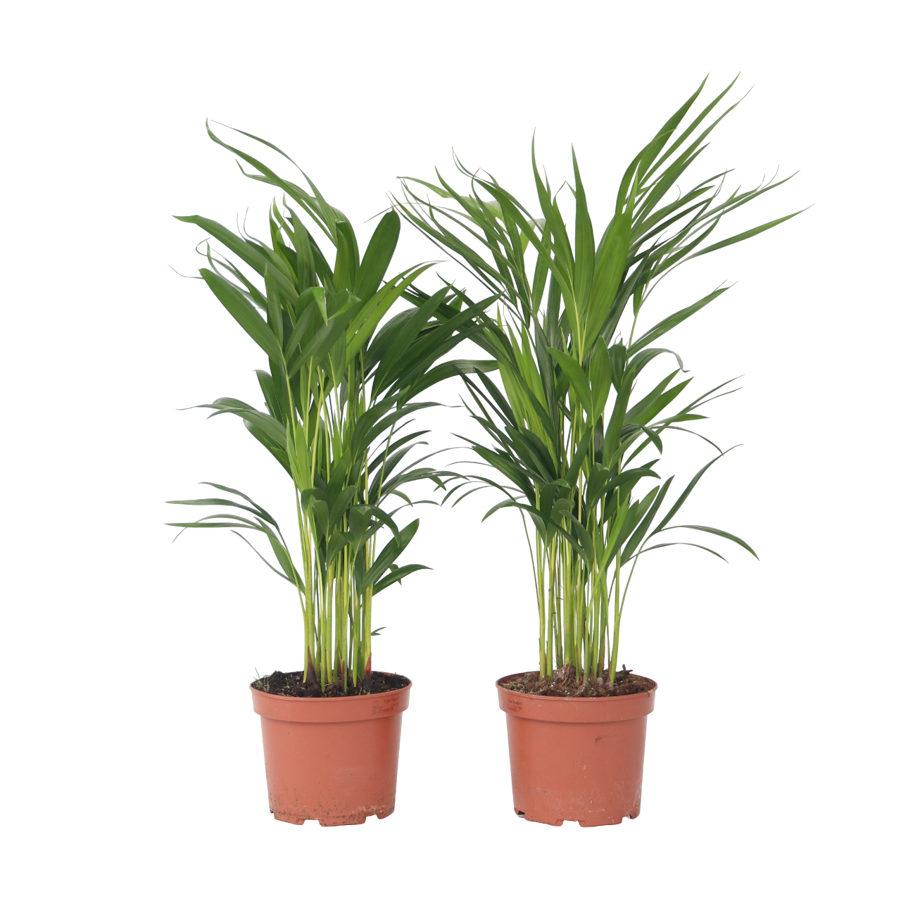 Arekapalmu - 4 kpl - Dypsis lutescens - Korkeus 60-70cm - ⌀17cm
