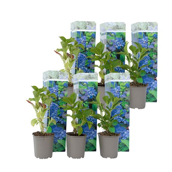 Hortensia - 6 kpl - Hydrangea macrophylla 'Early Blue' - Korkeus 25-40cm - ⌀9cm