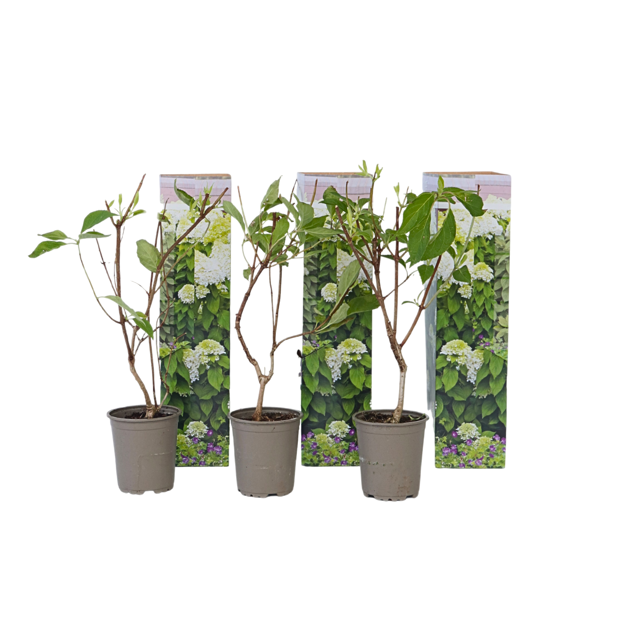 Hortensia - 3 kpl - Hydrangea paniculata 'Silver Dollar' - K25-40cm - ⌀9cm