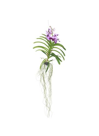 Vanda-orvokki - Vanda 'Lila' - Korkeus 55-65cm
