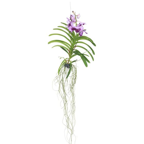Vanda-orvokki - Vanda 'Lila' - Korkeus 55-65cm
