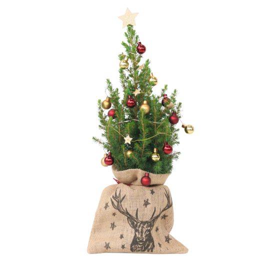 Mini-joulukuusi juutti-säkissä – Picea glauca Conica – 55–65cm – ⌀15cm