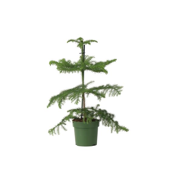 Norfolkinsaaren mänty - Araucaria heterophylla - Korkeus 45-55 cm - ⌀14 cm