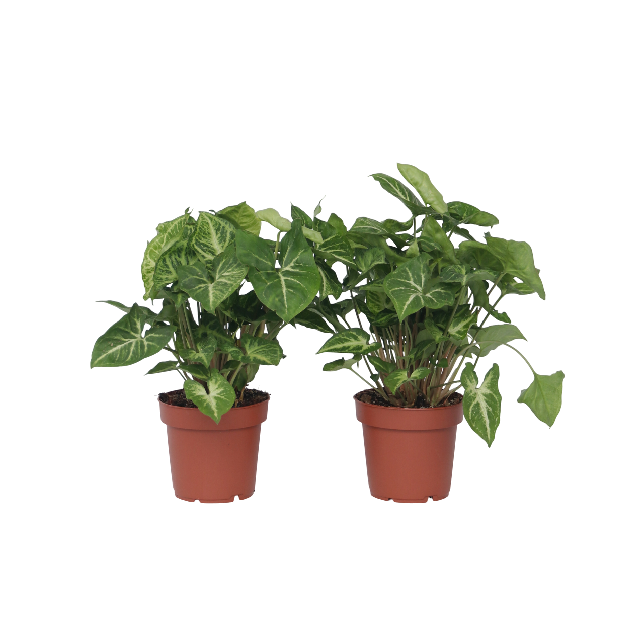 Nuoliköynnös 'Red Heart' - 2 kpl - Syngonium 'Pixie' - Korkeus 25-40cm - ⌀12cm