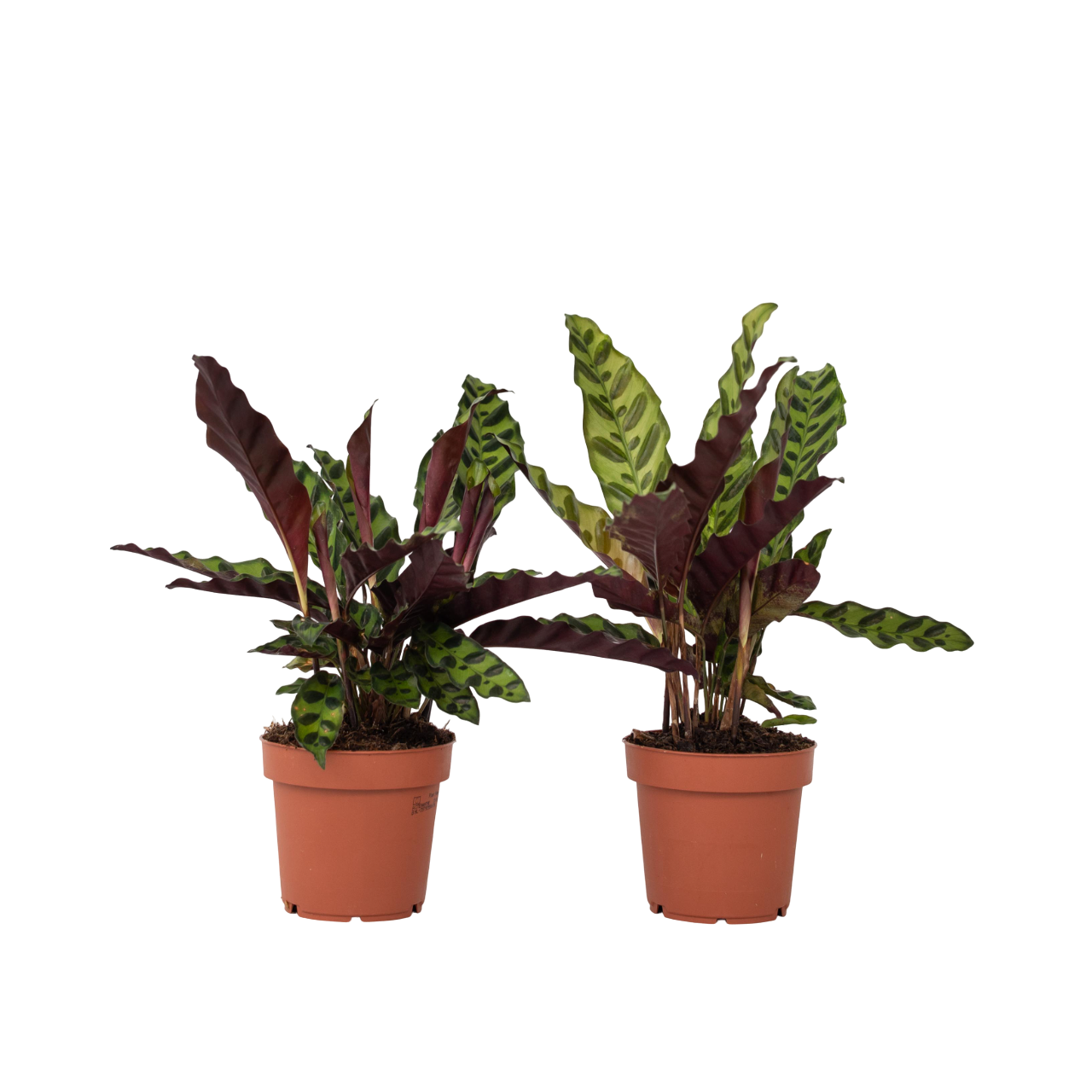 Käärmekasvi - 2 kpl. - Goeppertia insignis - Korkeus 30-40cm - ⌀12cm