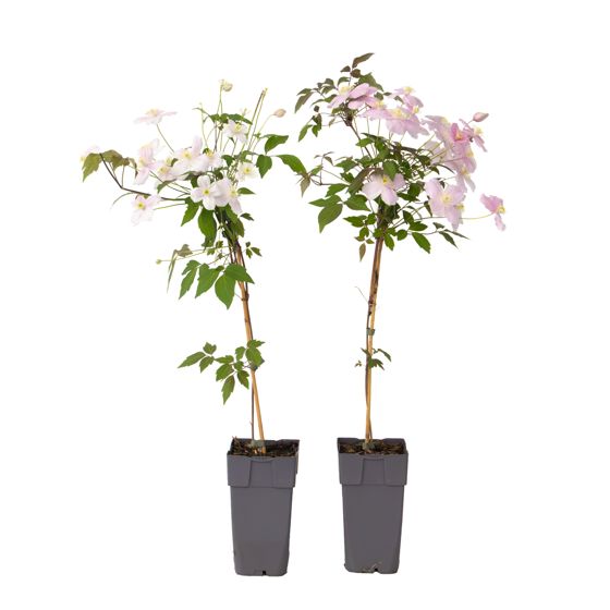 Nahkakukka - 2 kpl - Clematis montana 'Fragrant Spring' - K60-70cm - ⌀15cm