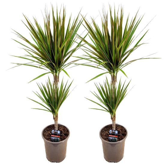 Madagaskarin lohikäärmepuu - 2 kpl - Dracaena 'Bicolor' - K70-80cm - ⌀17cm