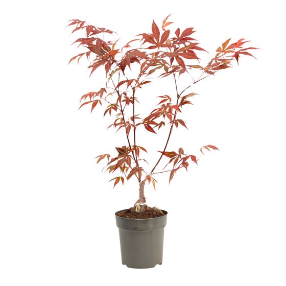 Japanin vaahtera - Acer palmatum 'Atropurpureum' - Korkeus 25-40cm - ⌀10,5cm