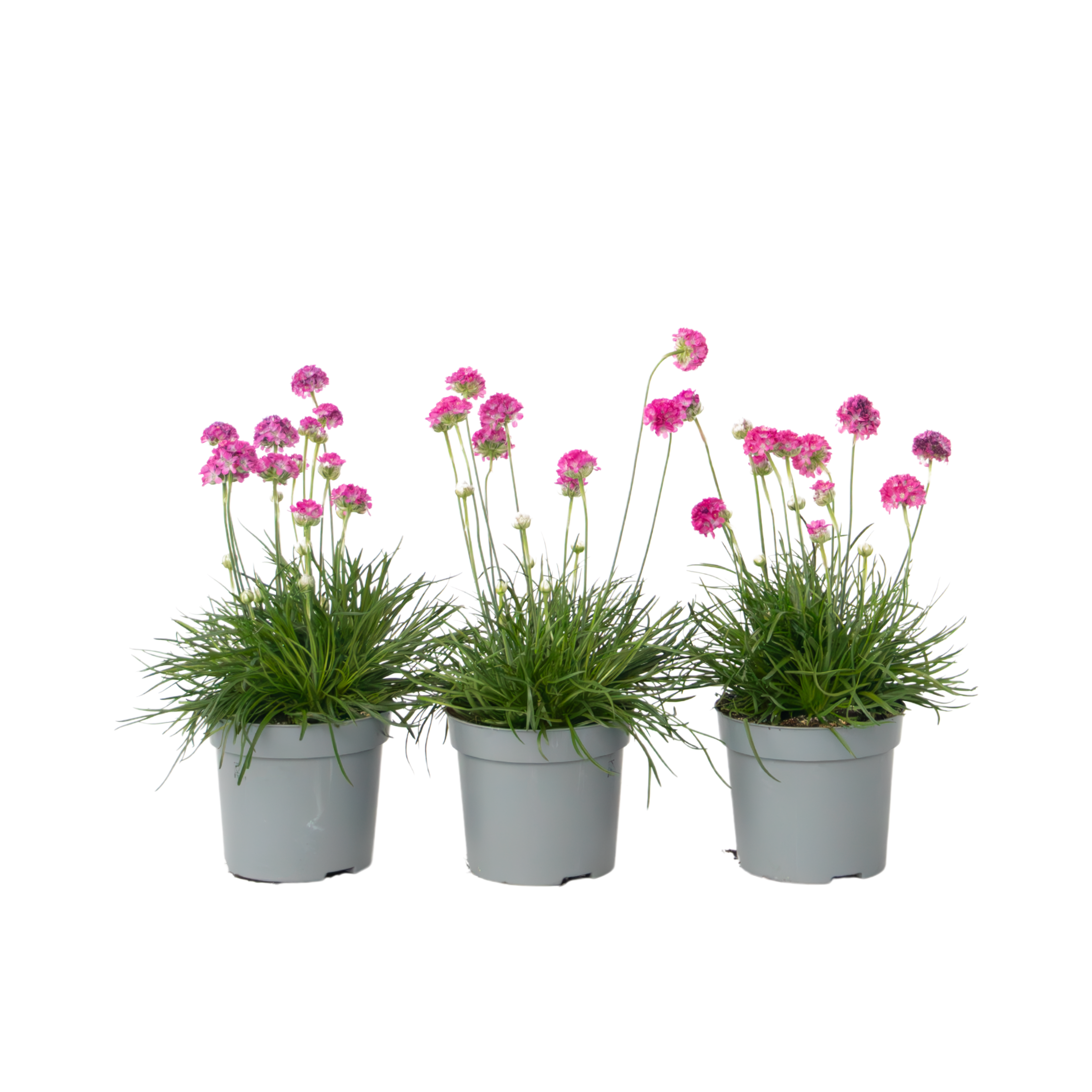 Merinata - 3 kpl. - Armeria maritima 'Deep Rose' - Korkeus 20-30cm - ⌀12cm