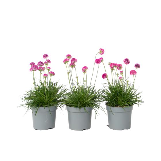 Merinata - 3 kpl. - Armeria maritima 'Deep Rose' - Korkeus 20-30cm - ⌀12cm