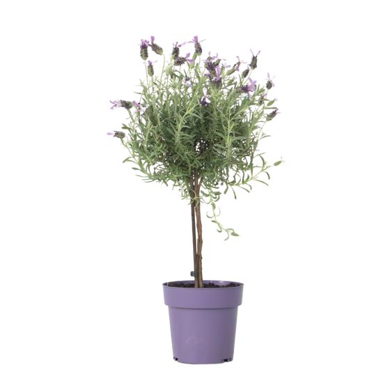 Laventeli - Lavandula stoechas 'Anouk' - Korkeus 45-55cm - ⌀15cm