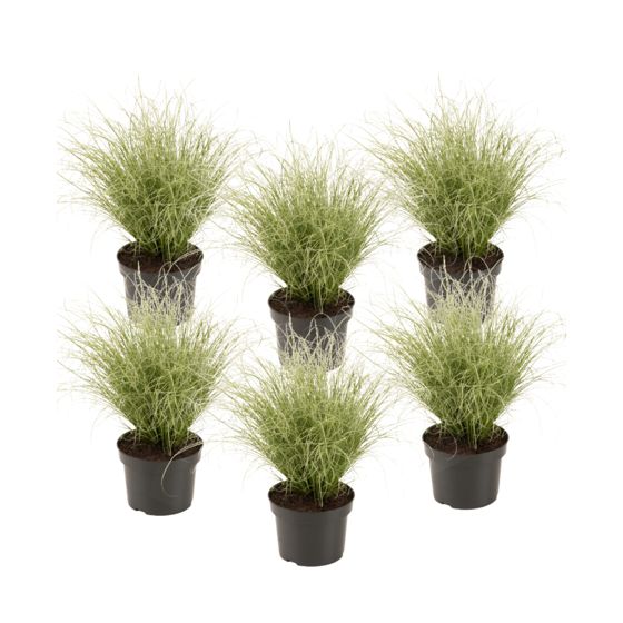 Sarakki - 6 kpl. - Carex 'Amazon Mist' - Korkeus 15-25cm - ⌀10,5cm