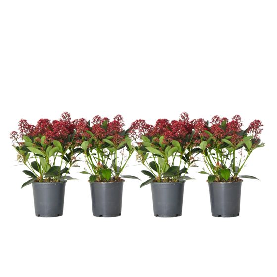 Japanin skimmia - 4 kpl. - Skimmia japonica 'Rubella' - K35-45cm - ⌀15cm