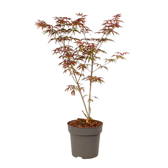 Japanin vaahtera - Acer palmatum 'Starfish' - Korkeus 60-70cm - ⌀19cm